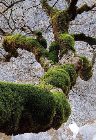 BaumImMoosPelz